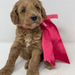 Australian Labradoodles from Eagle Ridge Australian Labradoodles