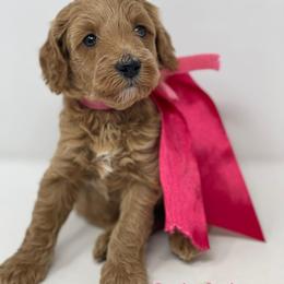 Australian Labradoodles from Eagle Ridge Australian Labradoodles