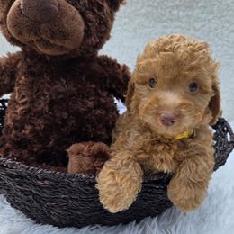 Aussiedoodle Puppies from The Cuddly Dood Ranch