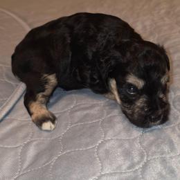 Alister - Black and silver male Miniature Schnauzer puppy in Graham, Washington from Kristy's French Bulldogs & Mini Schnauzers
