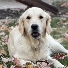 Lilu - Golden Retriever