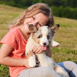 American Corgi and Pembroke Welsh Corgi Puppies from Elk Ridge Corgis
