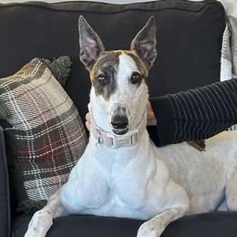 Greyhounds from Greyhound Puppy Havens