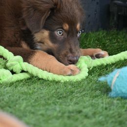 Rose - Red tri-color female Australian Shepherd puppy in Oak Hill, Florida from Swingin T Ranch LLC
