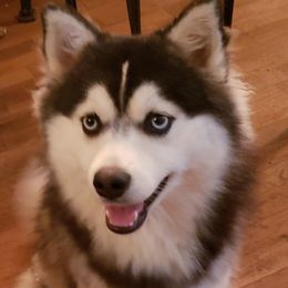 Pomsky All Grown Up from JC's Mitten Pomskies