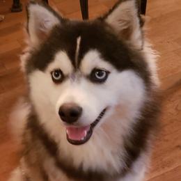 Pomsky All Grown Up from JC's Mitten Pomskies