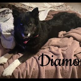 Siberian Husky puppies from Moonlight Howl Huskies