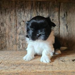 Sierra - Black and white female Shih Tzu puppy in Mountain Grove, Missouri from Precious Puppies