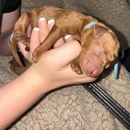 Blue Collar - Red  male Goldendoodle puppy in Winchester, Tennessee from Mahaffey’s Doodles