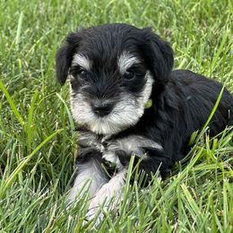 Yelow - Black and silver female Miniature Schnauzer puppy in Crest Hill, Illinois from Ieva's Miniature Schnauzers