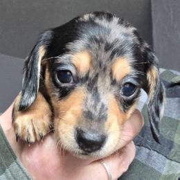ExB blk and tan smooth Dapple girl - Dapple female Dachshund puppy in Declo, Idaho from Dozendachs