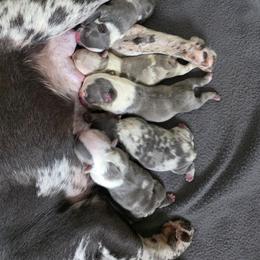 Boy 1 - Blue male French Bulldog puppy in Manchester, Iowa from Stogdill's Baby Bullies