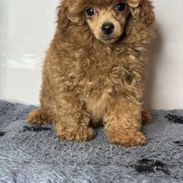Boy - Red  male Poodle puppy in Charlotte, North Carolina from Toy Poodle and Maltese Perfection