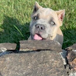Yellow collar - Gray and fawn female Cane Corso puppy in Nashville, Tennessee from Worldwide Kennels