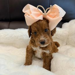 Oakley now Maple - Red  female Goldendoodle puppy in Anthem/Phoenix, Arizona from Ironwood Doodles