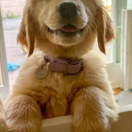 Dachshund and Golden Retriever Puppies from Grove Haven Canines