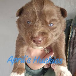 Dark blue boy - Red and white male Siberian Husky puppy in Terre Haute, Indiana from April's Huskies