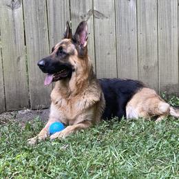 Phryne - German Shepherd
