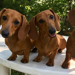 Dachshund Puppies from Hidden Cedars AKC dachshunds