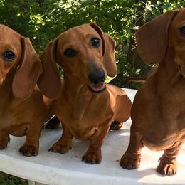 Dachshund Puppies from Hidden Cedars AKC dachshunds