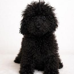Finn - Black male Goldendoodle puppy in Warrensburg, Missouri from Supreme Doodles