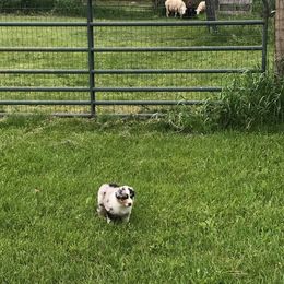 Australian Shepherd Puppies from Riot Austrailan Shepherds