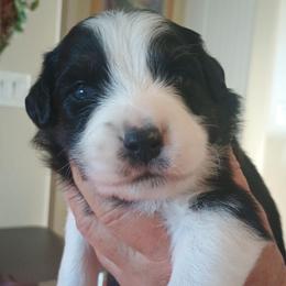 Puppy 6 - Black tri-color male Australian Shepherd puppy in Mayer, Arizona from Ms Priss Aussies