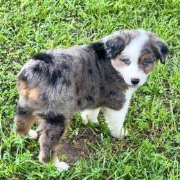 Cinco - Blue merle male Miniature American Shepherd puppy in Covington County, Alabama from Sweetbay Aussies/ Miniature American Shepherds