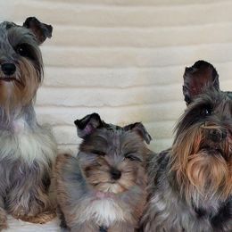 Miniature Schnauzers from Annie's Country Schnauzers