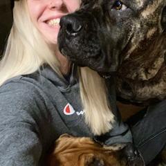 Boerboels from Sentry Boerboels