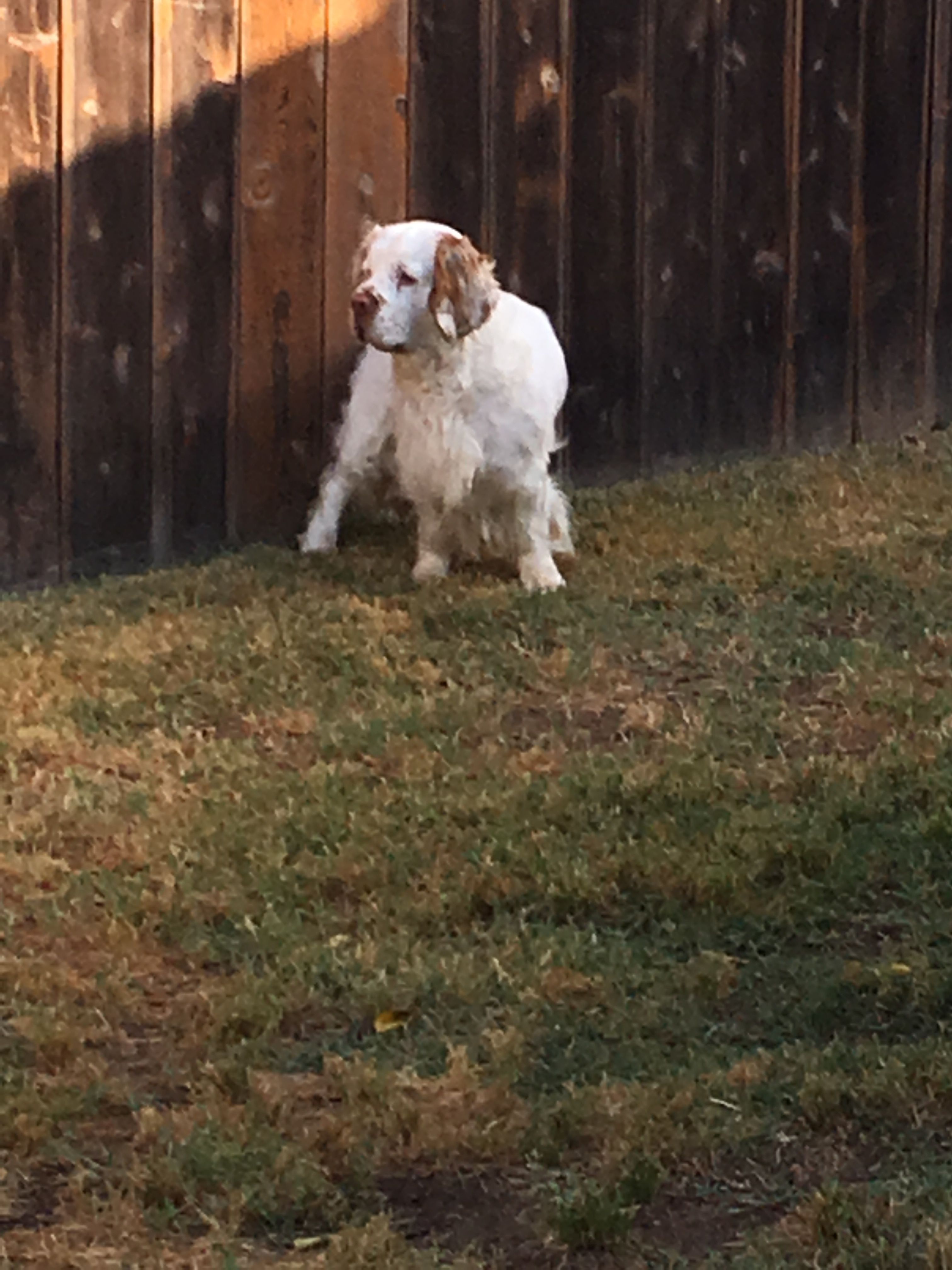 Clumber Spaniels from Ruxland Clumber Spaniels