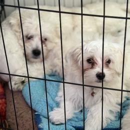 Cotons de Tulear from Welbright Kennel