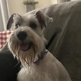 Phebe - Miniature Schnauzer