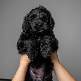 Bernedoodle Puppies from Willow Creek Farm