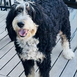 Bernie - Bernedoodle