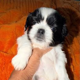 Izzy - Black and white female Shih Tzu puppy in Buford, Georgia from Shih Tzu by MayMay