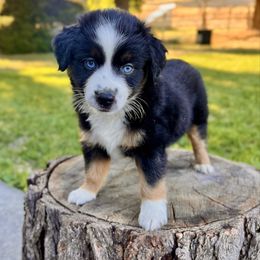 Polo - Black tri male Miniature Australian Shepherd puppy in Dayton, Washington from Rafter 22 Aussies