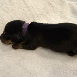AKC ALBERTO- - Black and tan male Dachshund puppy in Sacramento, California from Valentina's mini  AKC Dachshunds