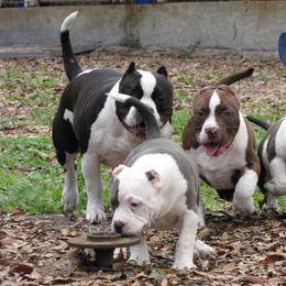 American Bully Puppies from Stacey Criswell