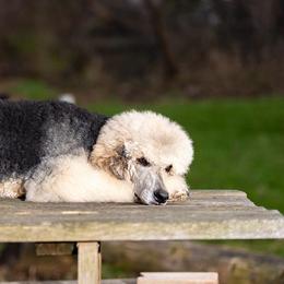 Riata - Poodle