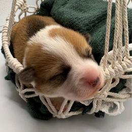 Ember - Red female Pembroke Welsh Corgi puppy in Abingdon, Virginia from Em-K Kennels