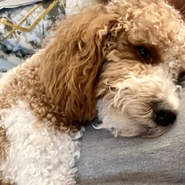 Goldendoodles and Yorkipoos from Goldendoodles Yorkiepoo Stars CT