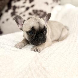 French Bulldog Puppies from Country Farm Frenchies