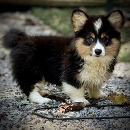 Zee-Gorgeous AKC fluffy black head tri girl - Black and tan female Pembroke Welsh Corgi puppy in Taylorsville, North Carolina from Mill Creek’s Pembroke Welsh Corgis and French Bulldogs