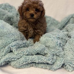 Brody - Poodle