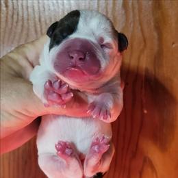 Male 1 - White and brindle male American Bulldog puppy in Xenia, Ohio from Bingham's Bulldogs LLC