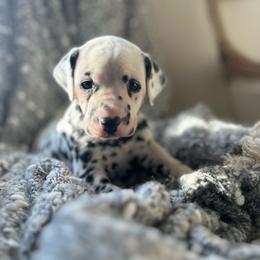 Female 3 - White and black female Dalmatian puppy in Fayette, Missouri from Lazy B Bassets and Dalmatians
