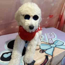 Romeo - White male Poodle puppy in Mobile, Alabama from Semmy’s Standard Poodle LLC