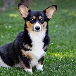 Pembroke Welsh Corgis from Gabel’s Corgi’s