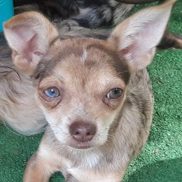 Chihuahuas from Chi's to Please